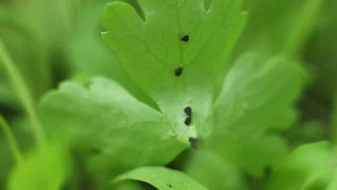 Aphids on the herbs Stock-Footage 131848261
