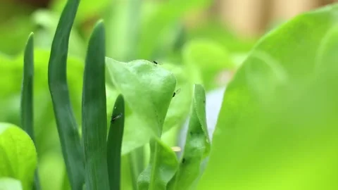 Aphids on herbs Stock Footage 131848301