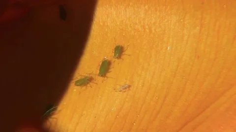 Aphids hide in shadow Stock Footage 81488584