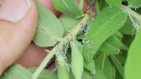 Aphids on a honeysuckle leaf 库存影片 258844017