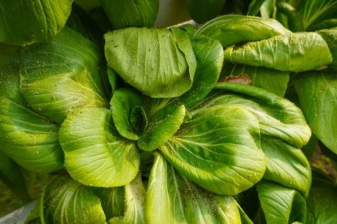 Aphids on hydroponic vegetables Stock Photos