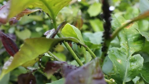Aphids Infestation on Wet Lemon Tree Leaves with Raindrops Stock-Footage 335967998