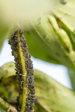 Aphids infesting green plant stem creating agricultural pest problem Stock-Fotos