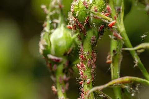 Aphids infesting rose stem and buds in garden close-up Fotos de archivo