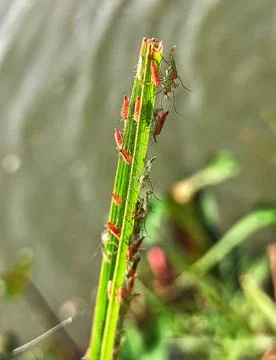 Aphids insect Stock Photos