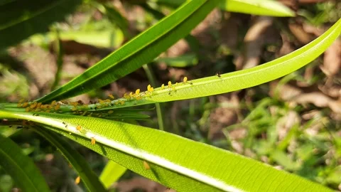 Aphids insects in the plant. Stock Footage 302802781