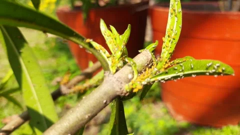 Aphids insects in the plant. Stock-Footage 302803402