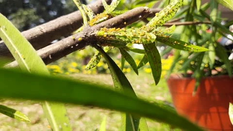 Aphids insects in the plant. Stock Footage 302803439