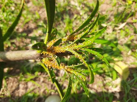 Aphids insects in the plant. Stock Photos