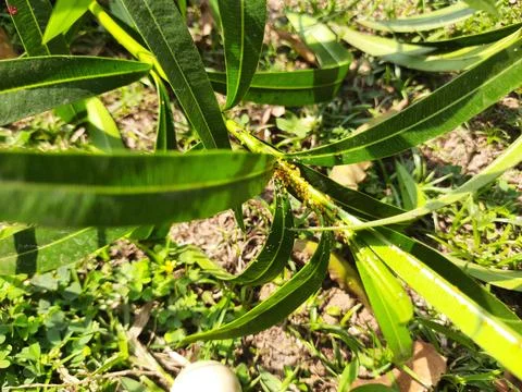 Aphids insects in the plant. Stock Photos