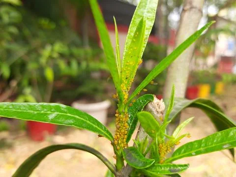 Aphids insects in the plant. Stock Photos