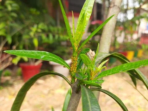 Aphids insects in the plant. Stock Photos
