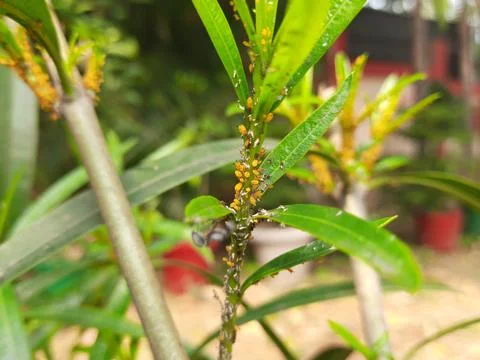 Aphids insects in the plant. Stock Photos