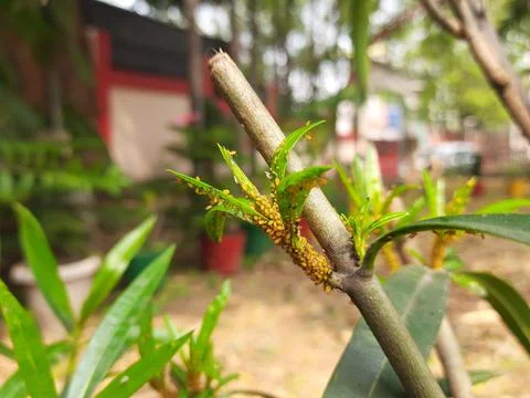 Aphids insects in the plant. Stock Photos