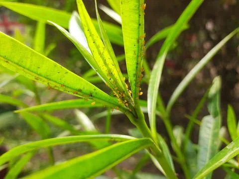 Aphids insects in the plant. Stock Photos