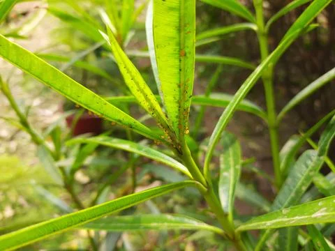 Aphids insects in the plant. Stock Photos