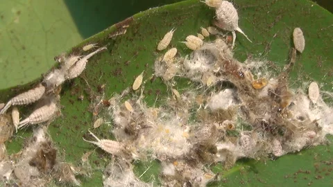 Aphids on a leaf 스톡 동영상 291374861