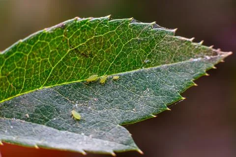 Aphids on the leaf of the plant. Aphids are the major crop insect pest. Stock Photos