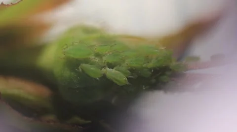 Aphids On Leaves - Close up macro Stock Footage 39975439