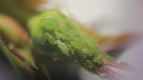Aphids On Leaves - Close up macro Video stock 39975453