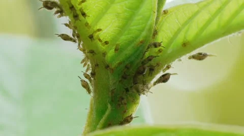 Aphids On Leaves Stock Footage 8026331