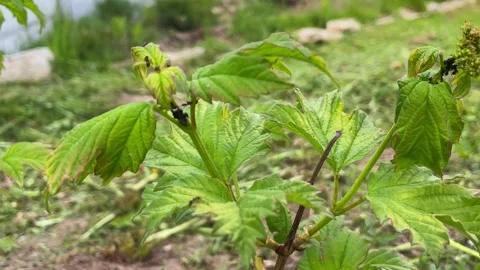 Aphids on leaves. pests of fruit trees Stock Footage 242438031