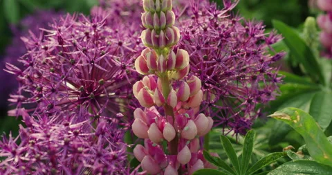 Aphids on lupine flower Stock Footage 242145880