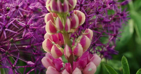 Aphids on lupine flower Stock Footage 242146386