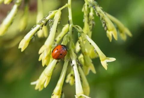 Aphids in the nature Stock Photos