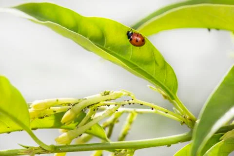 Aphids in the nature Stock Photos
