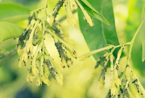 Aphids in the nature Stock Photos