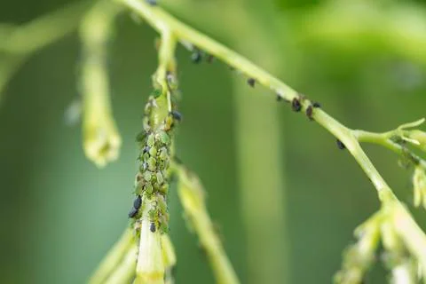 Aphids in the nature Stock Photos