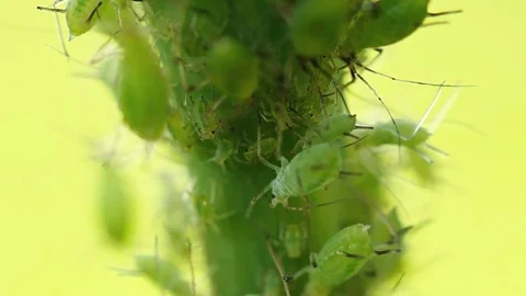 Aphids parasite on a plant Stock Footage 75008614
