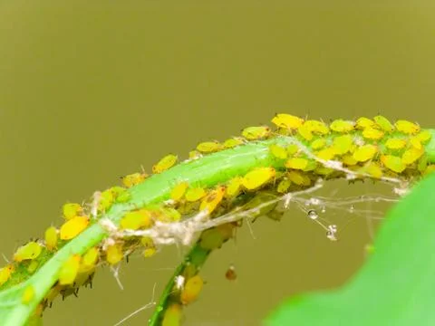 Aphids Stock Photos