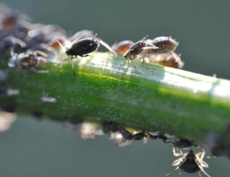 Aphids Stock Photos