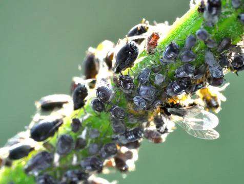 Aphids Stock Photos
