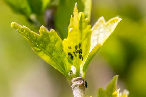 Aphids 스톡 사진