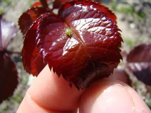 Aphids Photos