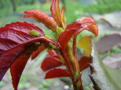 Aphids 스톡 사진