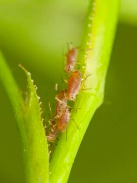 Aphids on the plant Stock-Fotos