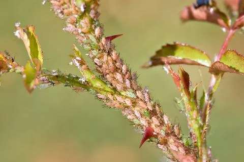Aphids on rose branch. Foto stock