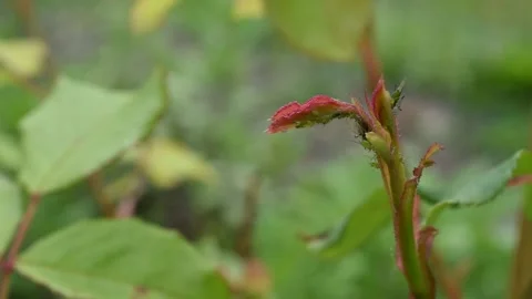 Aphids on the roses Stock Footage 154829149