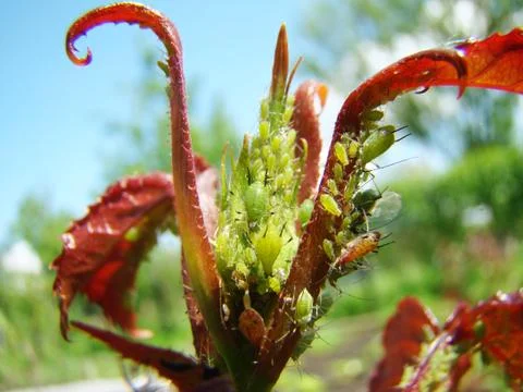 Aphids on roses Stock Photos