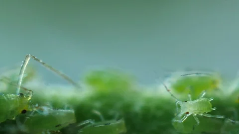 Aphids searching better place Stock Footage 90002586