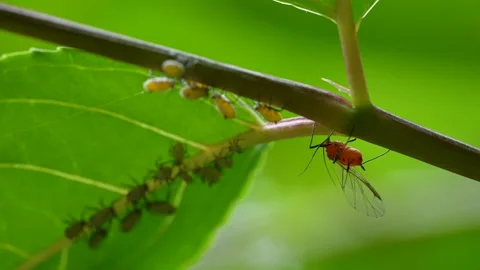 Aphids showing swaying behavior when shadows are created. Stock Footage 234360624