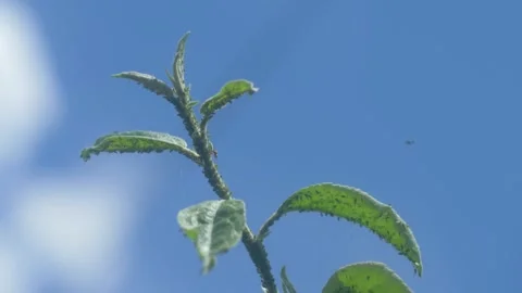 Aphids, small and green, are often found on the leaves and stems of apple trees 스톡 동영상 320941213