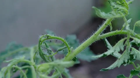 Aphids small sap-sucking insects eat tomato plants, close up Stock Footage 195994383