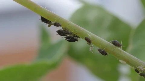 Aphids on a sprout wiggling in the wind Stock Footage 95273671