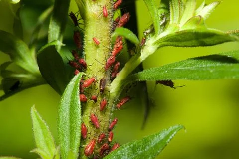 Aphids on a stem Stock Photos