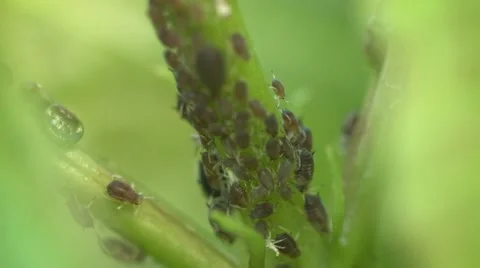 Aphids on the stem of a plant 库存影片 49024419